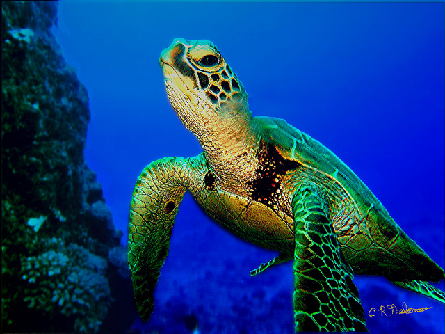 SeaTurtles